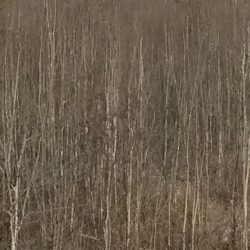 brush cuttingPicture1