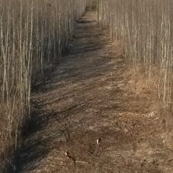 brush cuttingPicture2